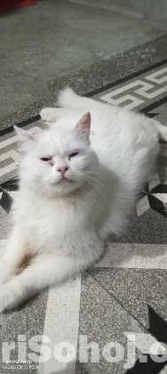Persian female cat (পার্সিয়ান মেয়ে বিড়াল)